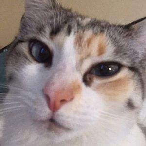 Meet your Posher, Abby